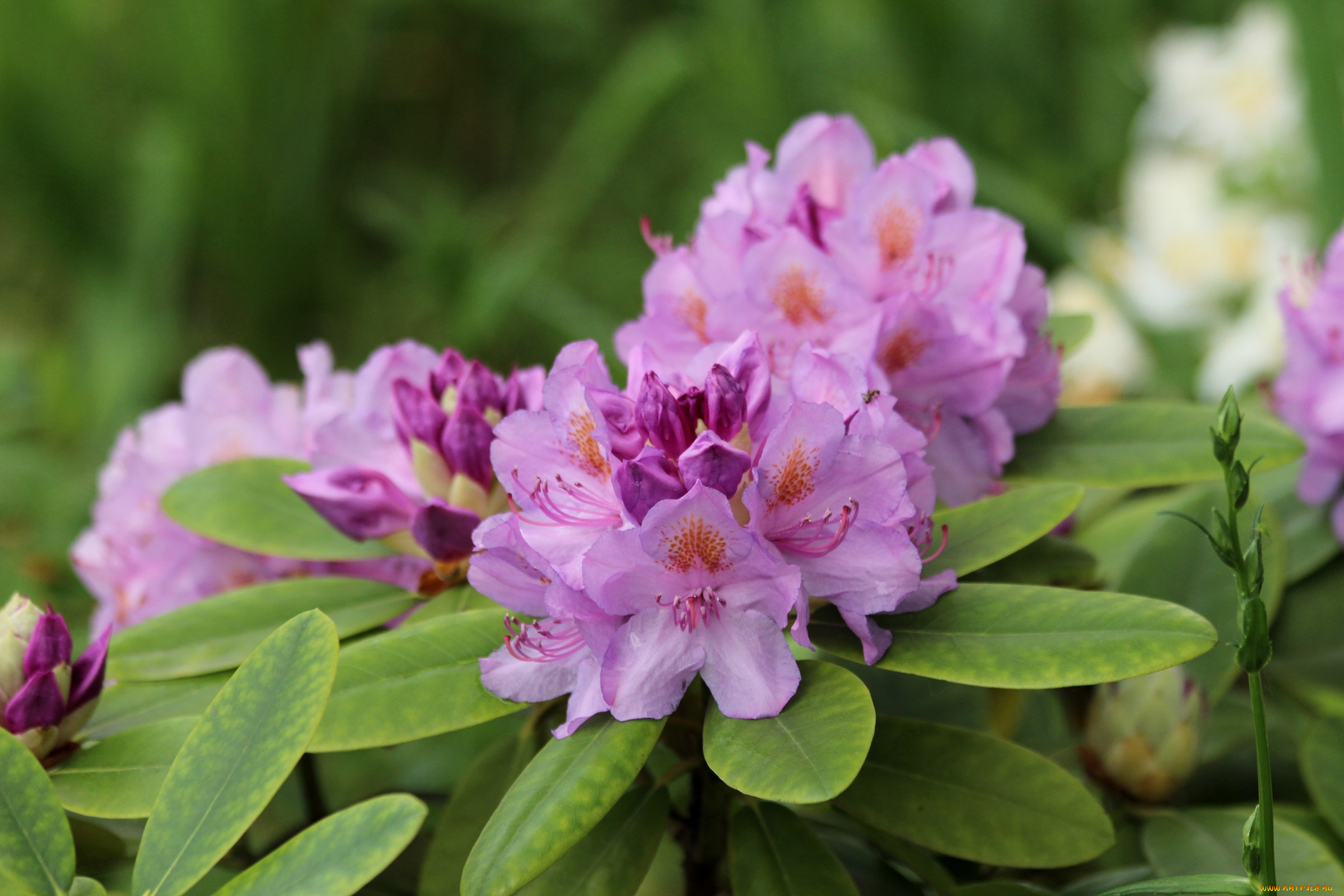 Рододендрон Пржевальского (Rhododendron przewalskii)